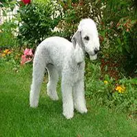 A photograph of the Bedlington Terrier