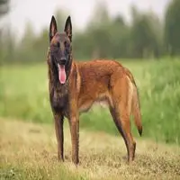 A photograph of the Belgian Shepherd