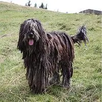 A photograph of the Bergamasco Shepherd