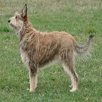 A photograph of the Berger Picard