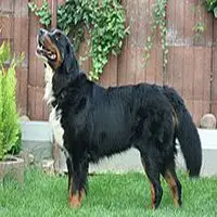A photograph of the Bernese Mountain Dog