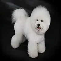 A photograph of the Bichon Frise