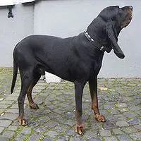 A photograph of the Black and Tan Coonhound