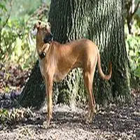 A photograph of the Black Mouth Cur