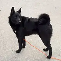 A photograph of the Black Norwegian Elkhound
