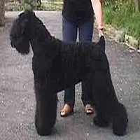 A photograph of the Black Russian Terrier