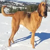 A photograph of the Bloodhound