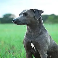 A photograph of the Blue Lacy