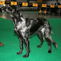 A photograph of the Blue Picardy Spaniel