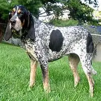 A photograph of the Bluetick Coonhound