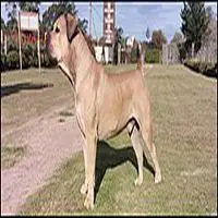 A photograph of the Boerboel