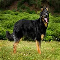 A photograph of the Bohemian Shepherd