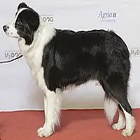 A photograph of the Border Collie