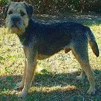 A photograph of the Border Terrier