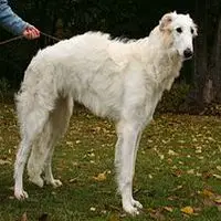 A photograph of the Borzoi