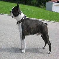 A photograph of the Boston Terrier