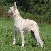 A photograph of the Bouvier des Ardennes