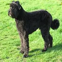 A photograph of the Bouvier des Flandres
