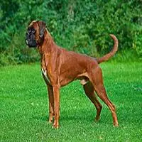 A photograph of the Boxer Dog