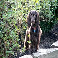 A photograph of the Boykin Spaniel