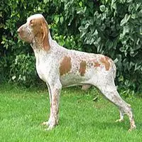 A photograph of the Bracco Italiano