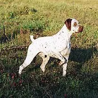 A photograph of the Braque du Bourbonnais