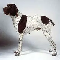 A photograph of the Braque Français (Gascogne)