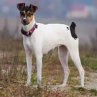 A photograph of the Brazilian Terrier