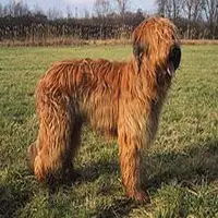 A photograph of the Briard