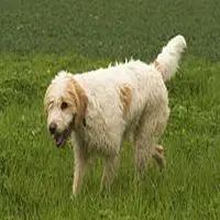 A photograph of the Briquet Griffon Vendéen