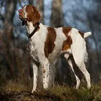 A photograph of the Brittany