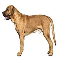 A photograph of the Broholmer