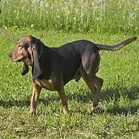 A photograph of the Bruno Jura Hound