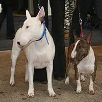 A photograph of the Bull Terrier (Miniature)