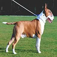 A photograph of the Bull Terrier (Standard)