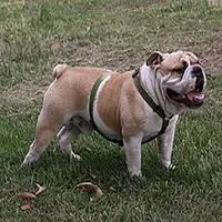 A photograph of the Bulldog
