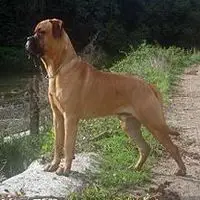 A photograph of the Bullmastiff