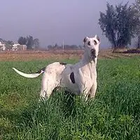 A photograph of the Bully Kutta