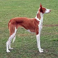 A photograph of the Ca Eivissenc