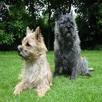 A photograph of the Cairn Terrier