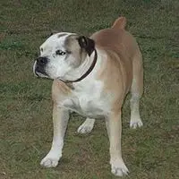 A photograph of the Campeiro Bulldog