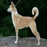 A photograph of the Canaan Dog
