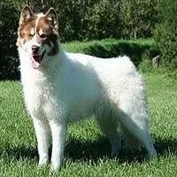 A photograph of the Canadian Eskimo Dog