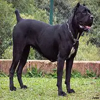 A photograph of the Cane Corso