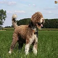 A photograph of the Cantabrian Water Dog