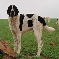 A photograph of the Cão de Gado Transmontano