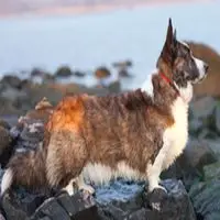 A photograph of the Cardigan Welsh Corgi