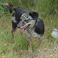 A photograph of the Carea Leonés