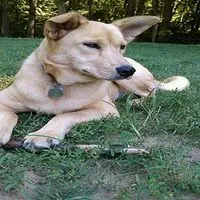 A photograph of the Carolina dog