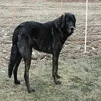 A photograph of the Castro Laboreiro Dog